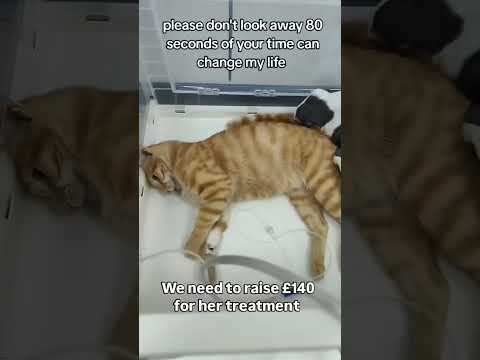 Donations Link in bio #germany #london #losangeles#usa #usashorts #donate