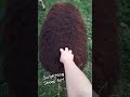 Scratching Sheep Butt