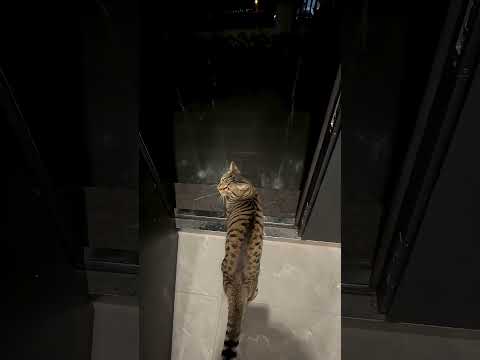 Kicked out the cat