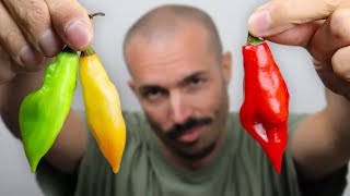 LE PIMENT VÉGÉTARIEN de A à Z (PIMENT VÉGÉTAL) - 2CGM