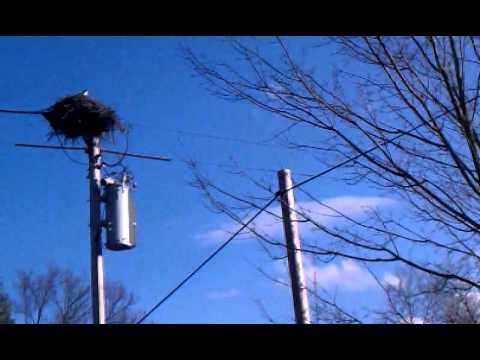Osprey protecting nest