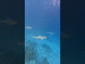 Maldives weather in November