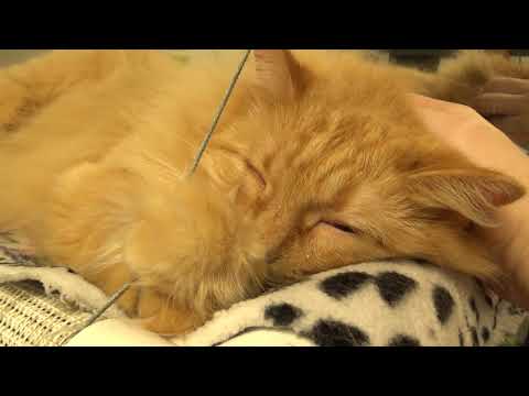 Fanta from Catffeinated purring