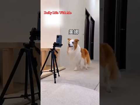 কুকুর যখন Tiktok এ সেলিব্রেটি | When dogs are celebrities on Tiktok #funnydogtiktok #shagorshorts