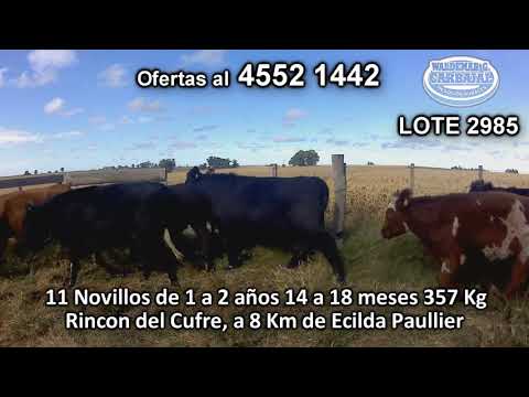 Lote 11 Novillos 1 a 2 años 5 AA - 3 HE/ RA - 2 RA- 1 AA/ NO 357 Kgkg -  en Rincon del Cufre, a 8 Km de Ecilda Paullier
