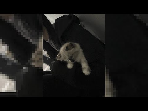 [FREE] brakence x hyperpop x jersey club type beat | prod. pavlos