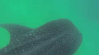 preview picture of video 'Whale Shark - Scuba Adventures Ponta do Ouro'