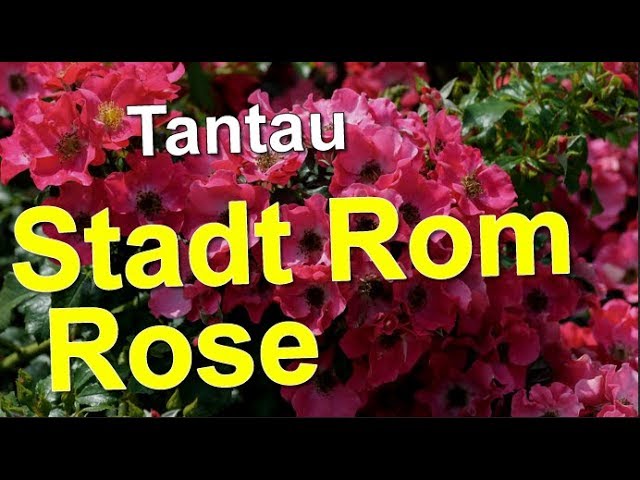 Роза Штадт Ром / Stadt Rom - описание сорта - Энциклопедия - Всё о цветах для Ва