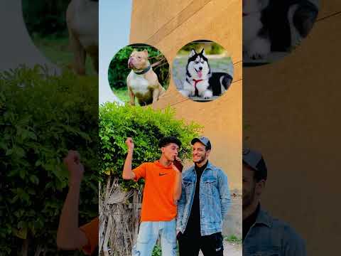 هاسكي بيتبول جيرمن بلدي اشرس انواع كلاب sorts سعد غازي