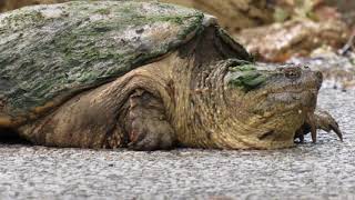 Jan Phillips - I feel you everywhere  video