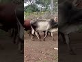 SENGELEMA MAKUMI OFFICIAL VIDEO BY 2025 128K