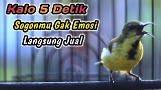 Download lagu CUIT CUIT CERRR PANCINGAN PENGGACOR PALING JITU UNTUK SOGON BAHAN‼️HITUNGAN DETIK LANGSUNG RESPON mp3