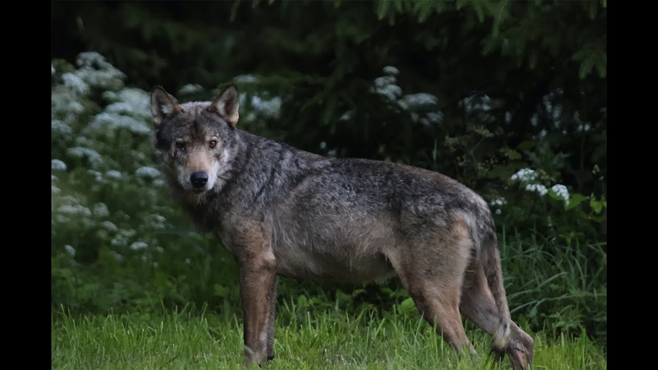 Kriimsilm, karuott ja rebane. M&auml;rkmeid metsast