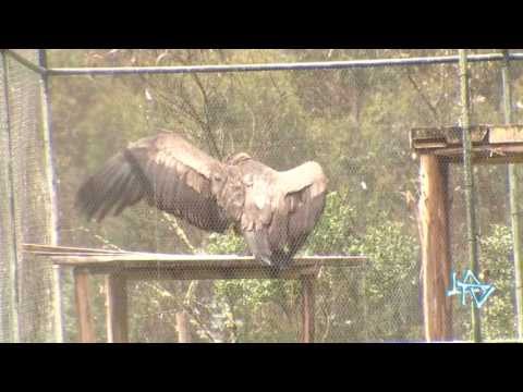 Liberación Cóndor Felipe LA TV ECUADOR 11/08/13