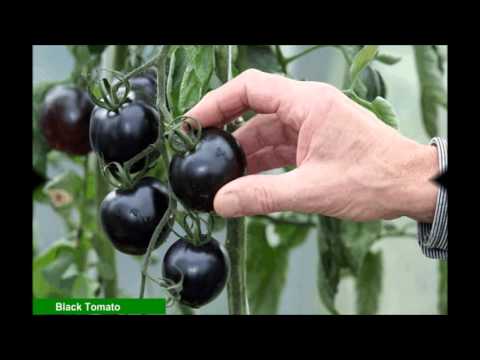 Black tomato seeds