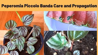 Peperomia Albovittata Piccolo Banda Care and Propagation