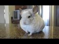 Chinchilla Kitchen Fun! 