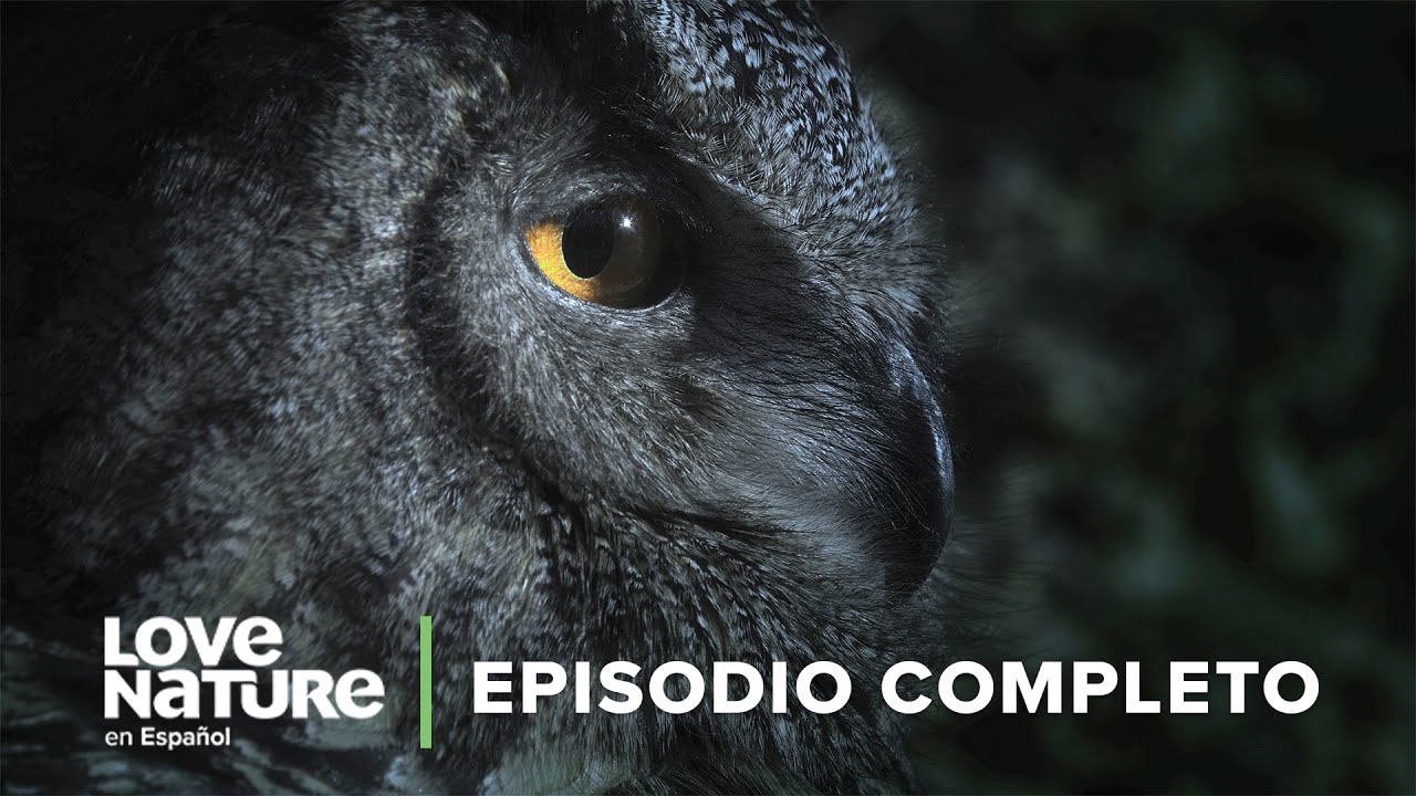 BÚHOS CAZADORES🦉 secretos de los ataques nocturnos | Asesinos Fantasma 🎞️🍿 Love Nature 🌿