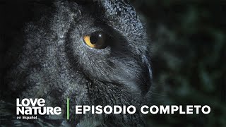 BÚHOS CAZADORES🦉 secretos de los ataques nocturnos | Asesinos Fantasma 🎞️🍿 Love Nature 🌿
