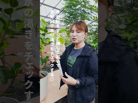 重曹で植物に水をやることができますか?その理由は何ですか?使い方の5つの工夫！  庭園