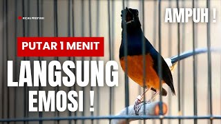 Download lagu MURAI BATU GACOR FULL ISIAN TEMBAKAN KASAR KRETEKAN GANAS SANGAT AMPUH MEMANCING MURAI BATU EMOSI mp3 Download lagu MURAI BATU GACOR FULL ISIAN TEMBAKAN KASAR KRETEKAN GANAS SANGAT AMPUH MEMANCING MURAI BATU EMOSI mp3