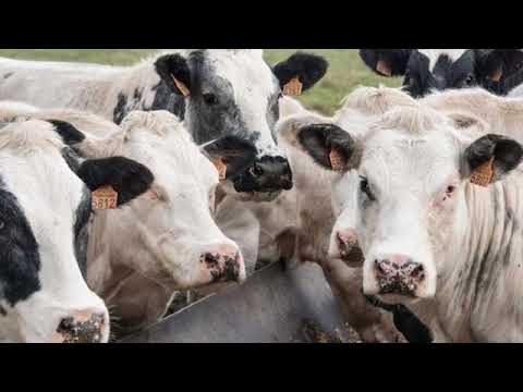 Animal Farm, Chapters 1-4 Review