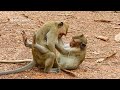 The Best Style Between Two Monkeys Have A New Style