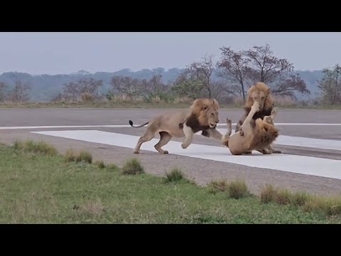 Plains Camp male Lions Vs Tumbela male | Another angle   | 11 October 2023