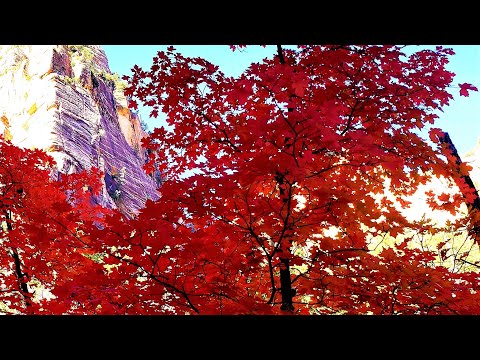 youtube embeded image