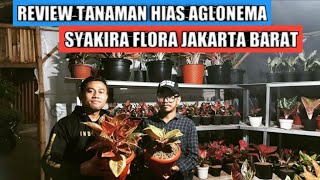 Download lagu Review tanaman hias aglonema di syakira flora meruya utara jak-bar mp3