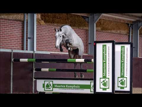 (Sold UK) Mare, born 2016 by Durrango VDL x Veron