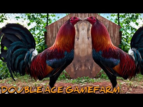 Albany Leiper Kelso - DOUBLE ACE FARM