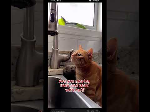 When a Cat Meets a Water Drop: Pure Hypnosis! 😹💧 #CatReactions #FunnyPets #youtubeshorts  #FunnyCats