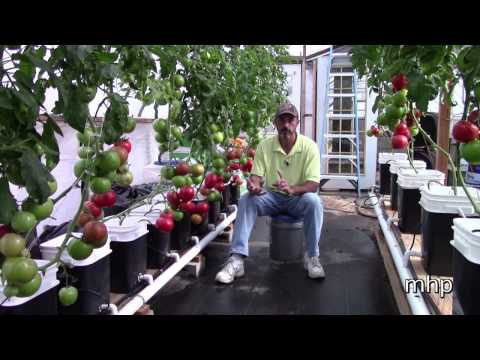 Greenhouse Pollination without Bees