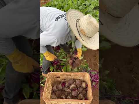 em São Gotardo MG dá para ganhar mais de r$ 400 por dia trabalhando na colheita de beterraba
