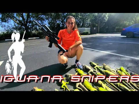 Iguana Snipers #101: Part two of the two pond iguana hunt- large iguanas every few yards!