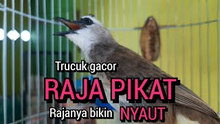 Download lagu KICAU SUARA trucukan gacor RAJA PIKAT ini RAJANYA BIKIN NYAUT trucuk lain mp3