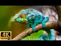 Wildlife 4K Reptile 4K ULTRA HD Relaxing Music About Reptiles
