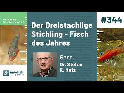 my-fish.org - Der Dreistachlige Stichling - Fisch des Jahres (Dr. Stefan K. Hetz)