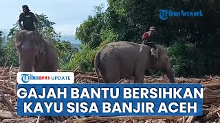 4 Gajah Bantu Bersihkan Kayu Sisa Banjir di Aceh hingga Polisi Jawab Isu Jasad dalam Mobil