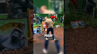 This animal has the strength of 100 men!(@sibrenves)