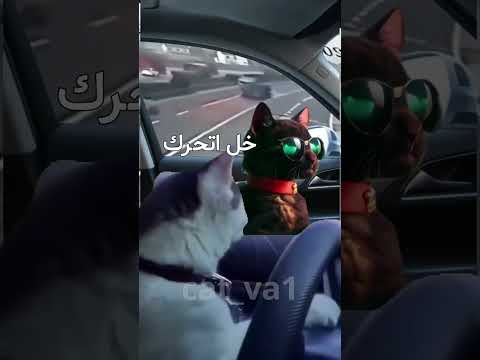 البشر ما بيعرفو يسوقوا 🤣 #cat #كوميديات #اكسبلور #هتضحك #تحشيش #قطط