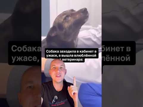 Хороший ветеринар