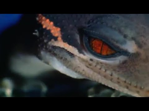 A Sticky Gecko: Space Age Reptiles