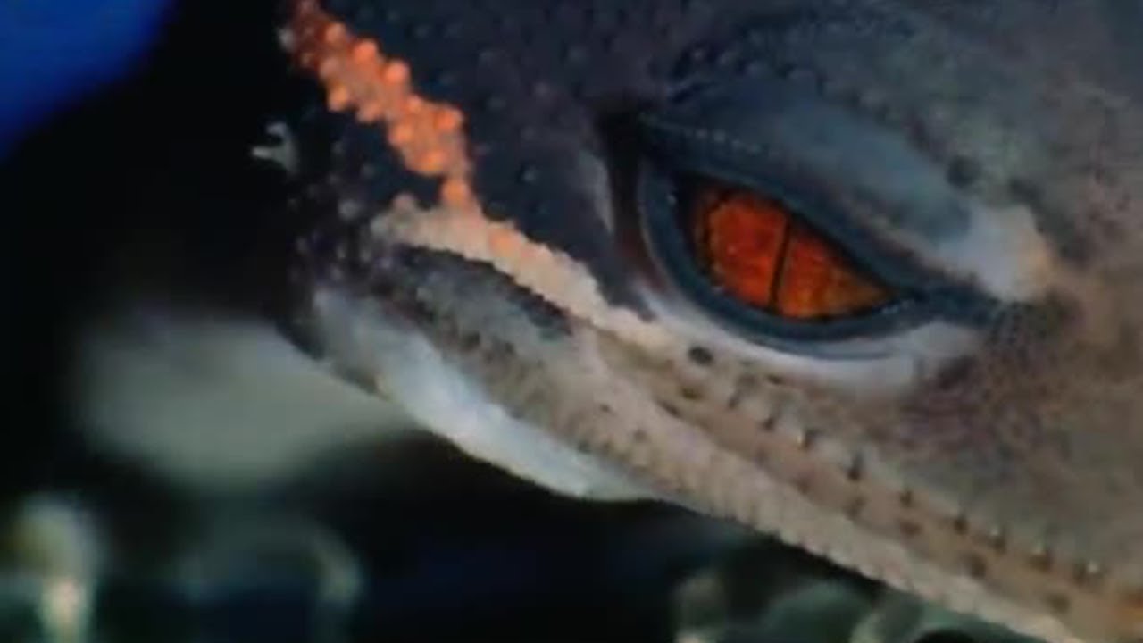 A Sticky Gecko: Space Age Reptiles