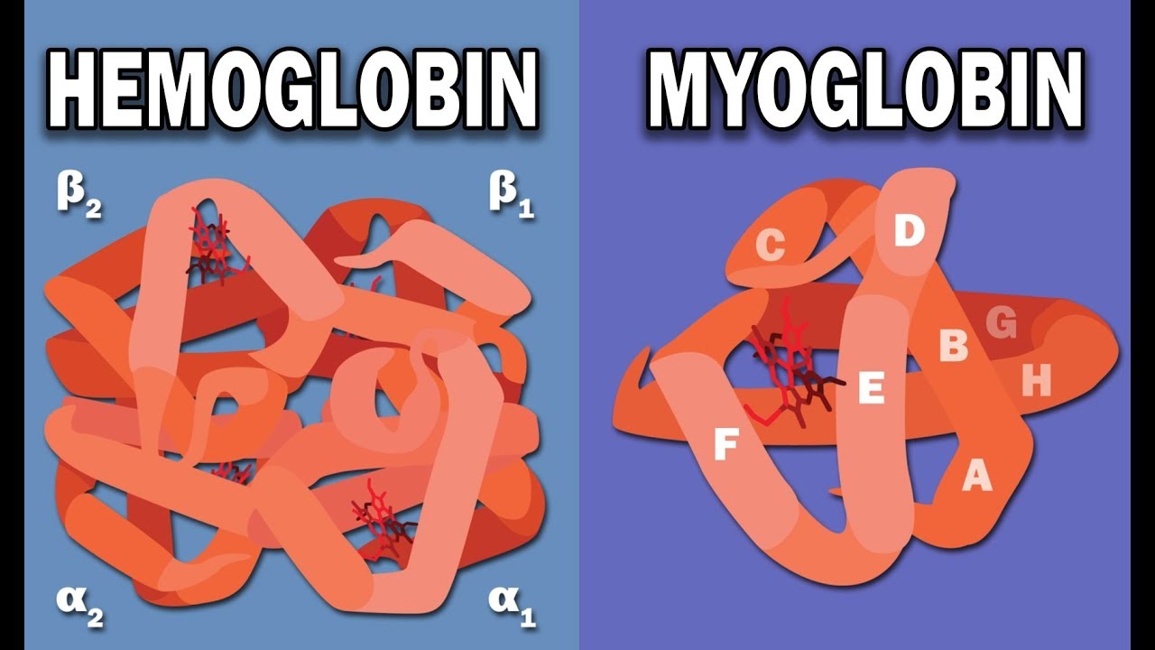 Does myoglobin have hemoglobin?
