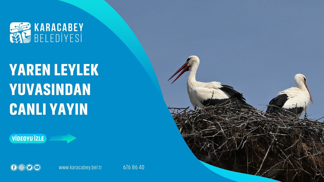Live webcam view of Yaren the Stork's Nest