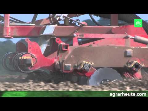 Rapeseed sowing guide: What matters