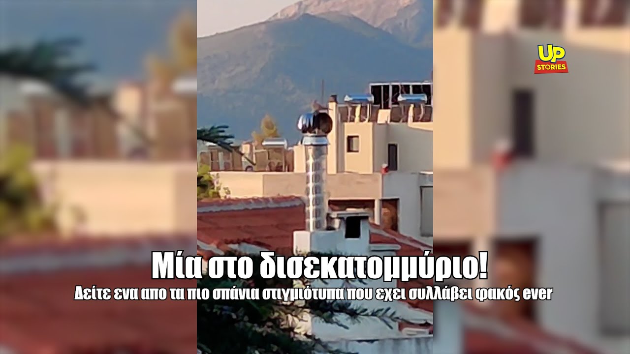 Taube tanzte "Schwanensee" auf einem Schornsteinkopf in Athen (Video)