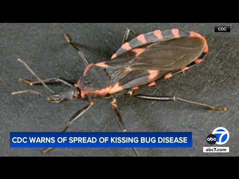 Chagas disease from 'kissing bugs' could become endemic: CDC